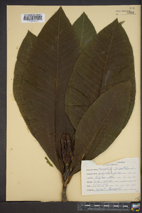 Magnolia tripetala image