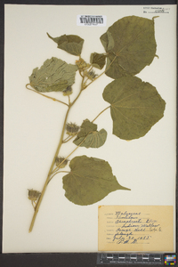 Abutilon theophrasti image