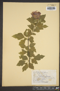 Hibiscus syriacus image