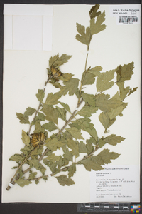 Hibiscus syriacus image