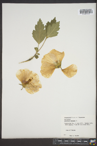 Hibiscus syriacus image