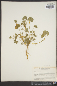 Malva neglecta image