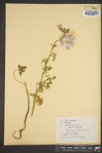 Malva moschata image