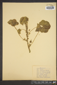 Malva neglecta image