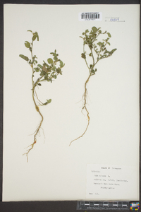 Sida spinosa image