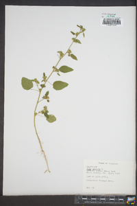 Sida spinosa image