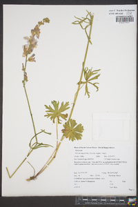 Sidalcea oregana subsp. oregana image