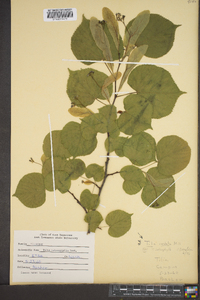 Tilia cordata image