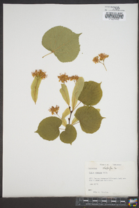 Tilia cordata image