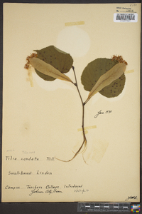 Tilia cordata image