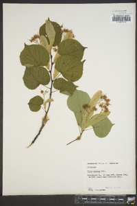 Tilia cordata image