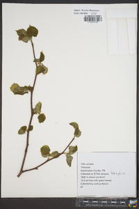 Tilia cordata image