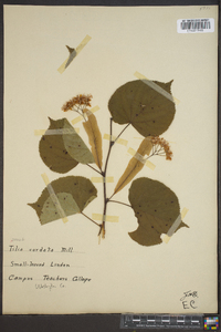 Tilia cordata image