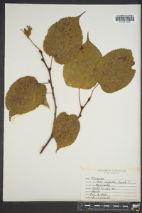 Tilia neglecta image