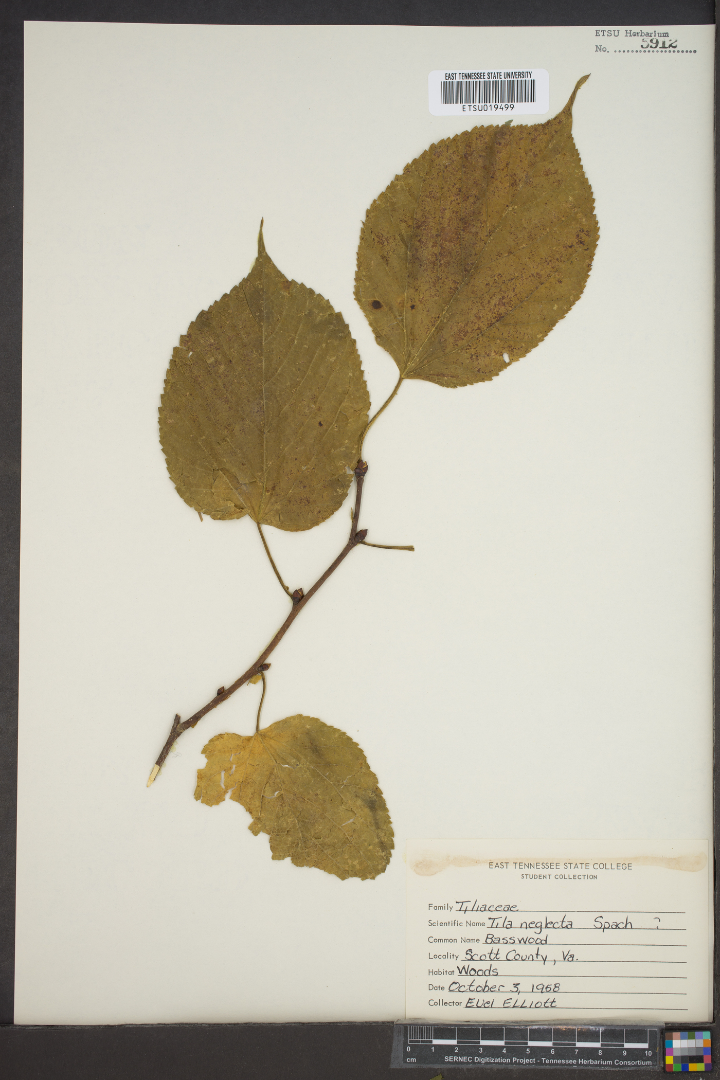 Tilia neglecta image