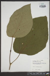 Tilia heterophylla image