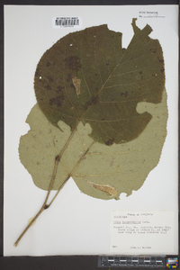 Tilia heterophylla image