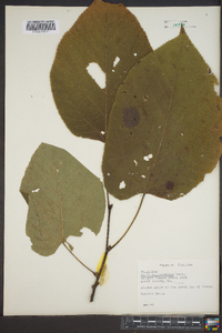 Tilia heterophylla image