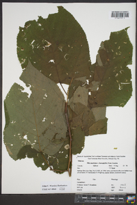 Tilia americana var. heterophylla image