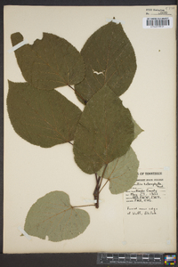 Tilia heterophylla image