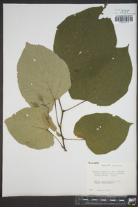 Tilia heterophylla image