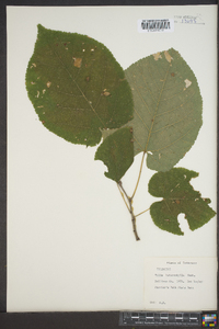 Tilia heterophylla image