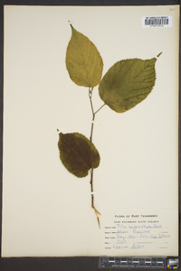 Tilia heterophylla image