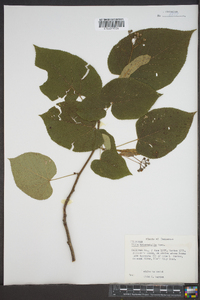 Tilia heterophylla image