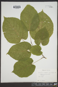 Tilia heterophylla image