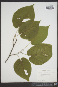 Tilia heterophylla image