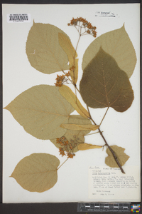 Tilia heterophylla image