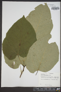 Tilia heterophylla image