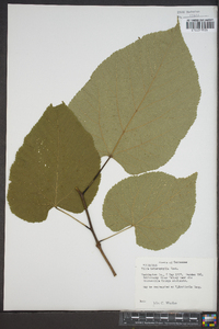 Tilia heterophylla image