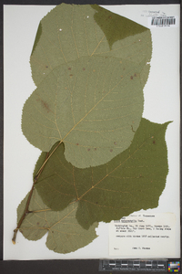 Tilia heterophylla image