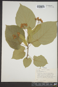 Tilia heterophylla image