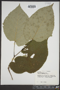 Tilia heterophylla image