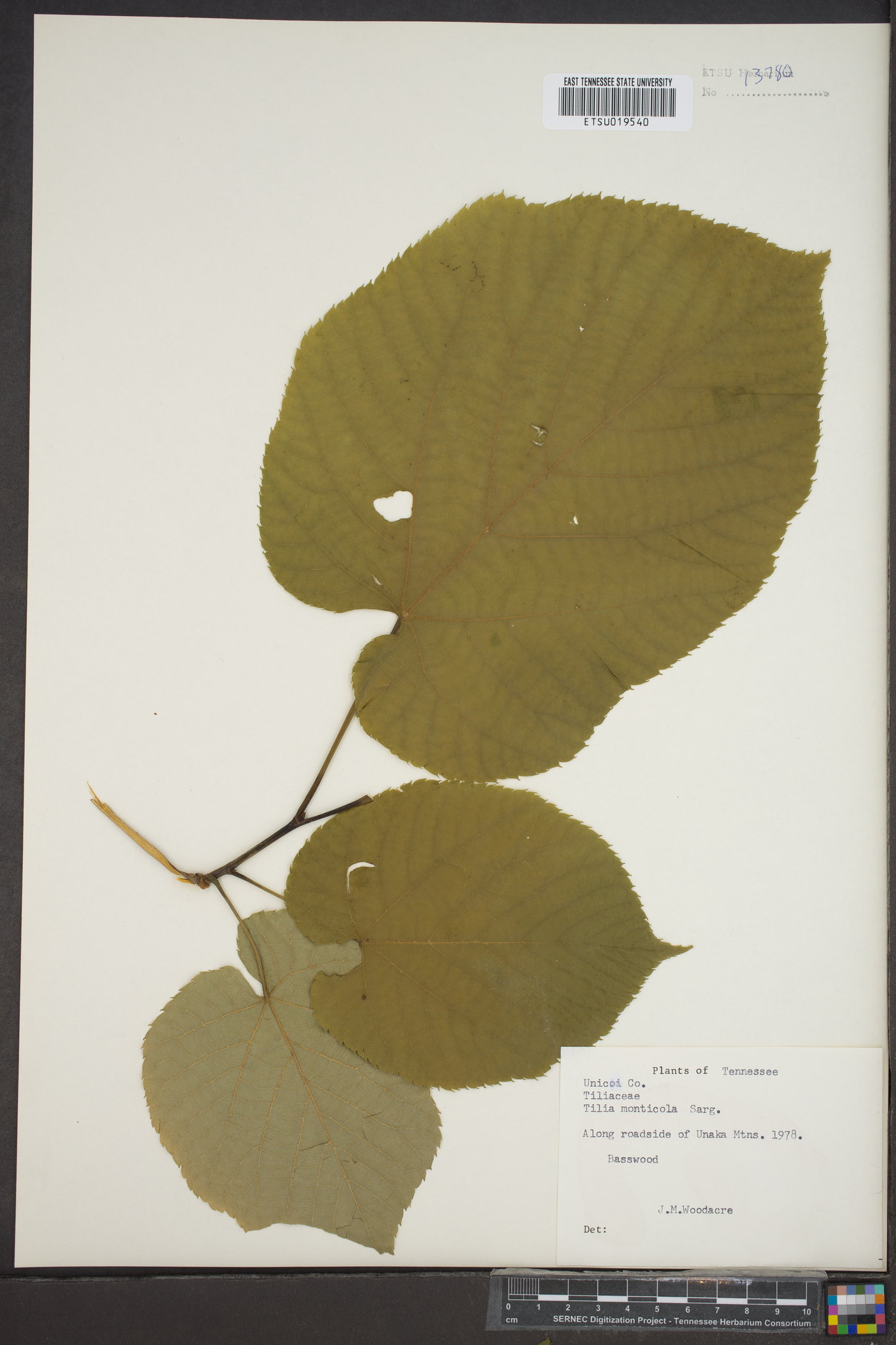 Tilia monticola image