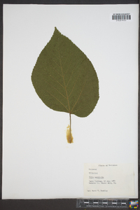 Tilia monticola image