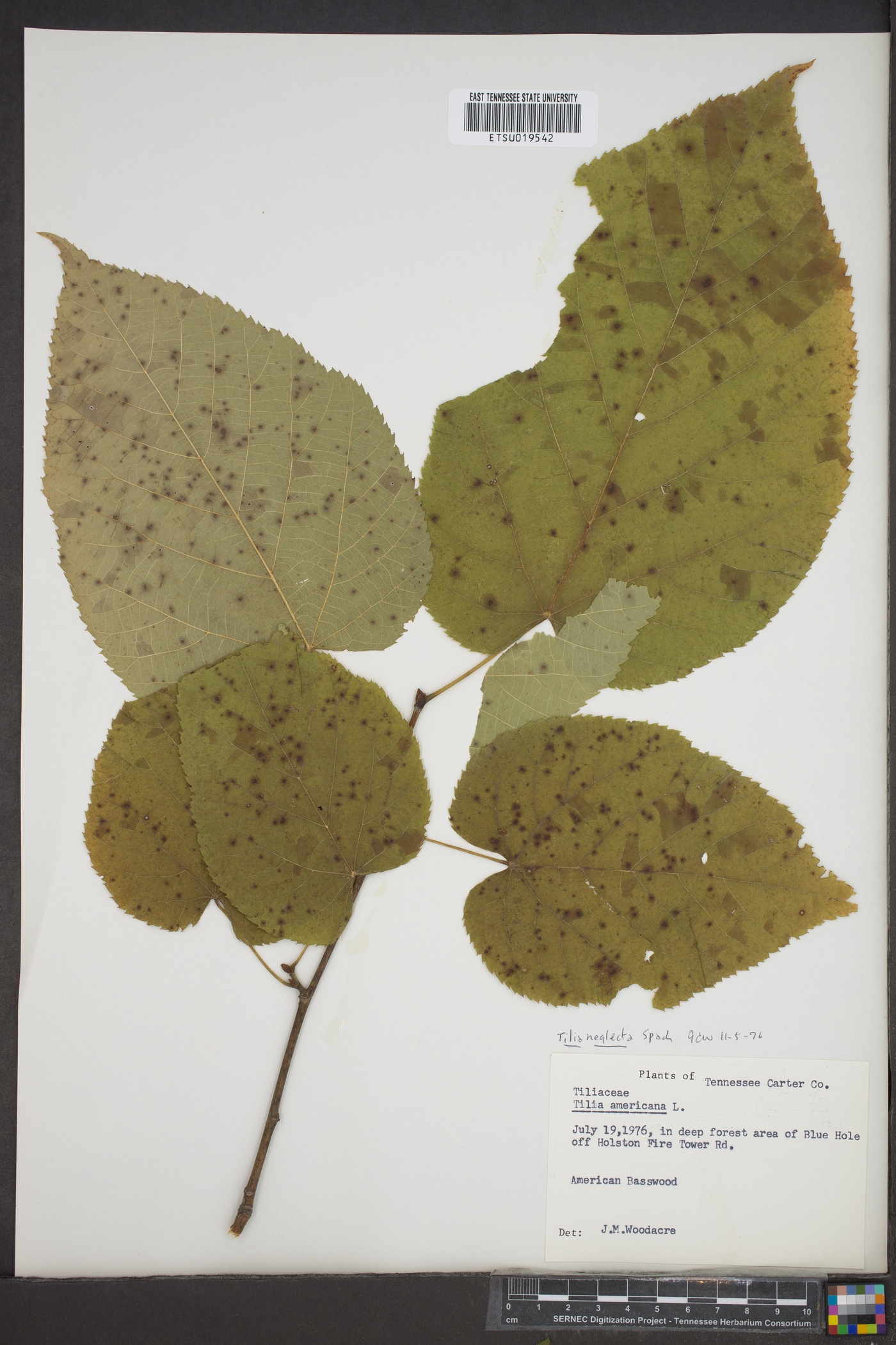 Tilia neglecta image