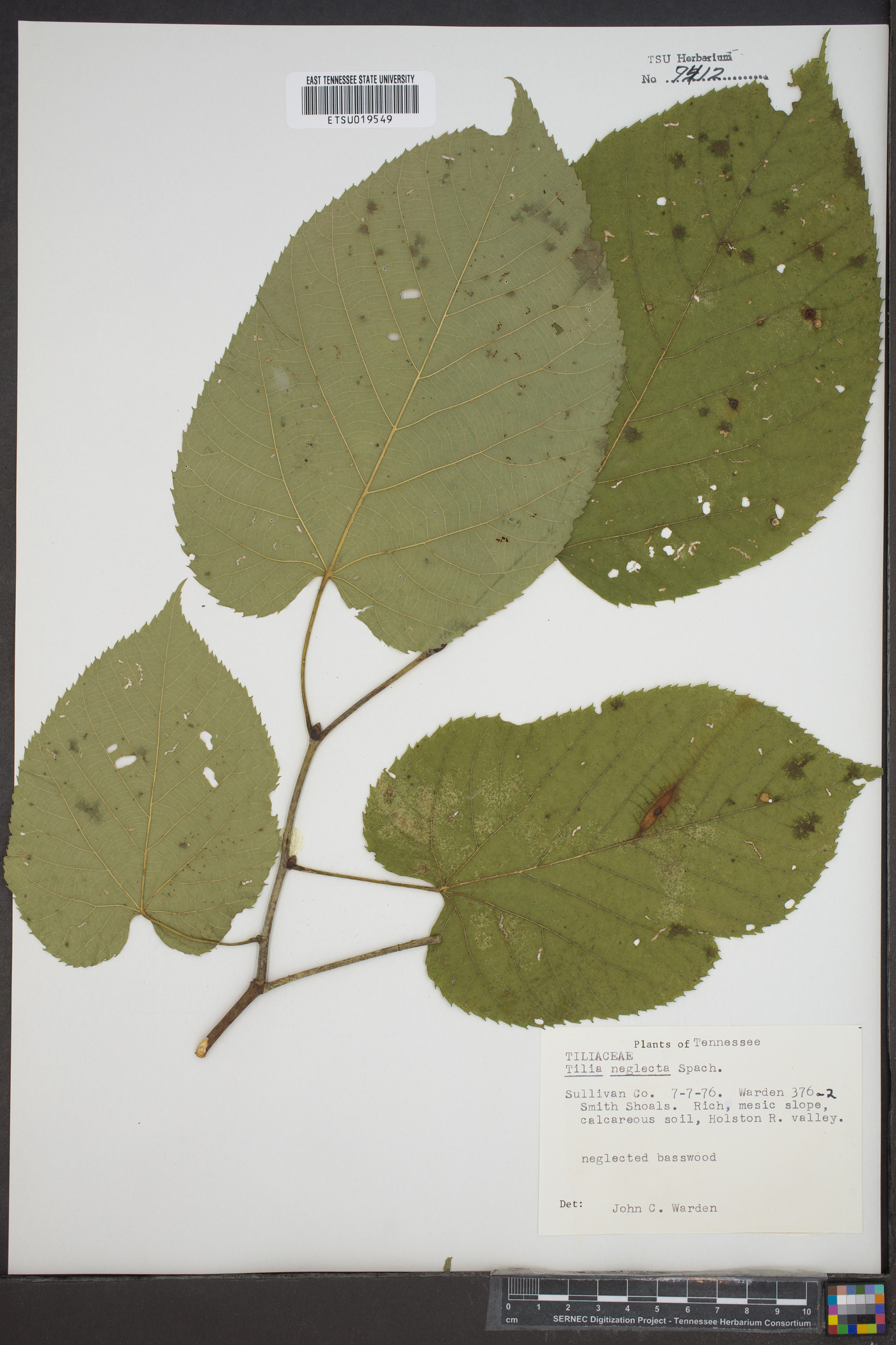 Tilia neglecta image