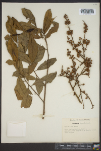 Ficus ribes image