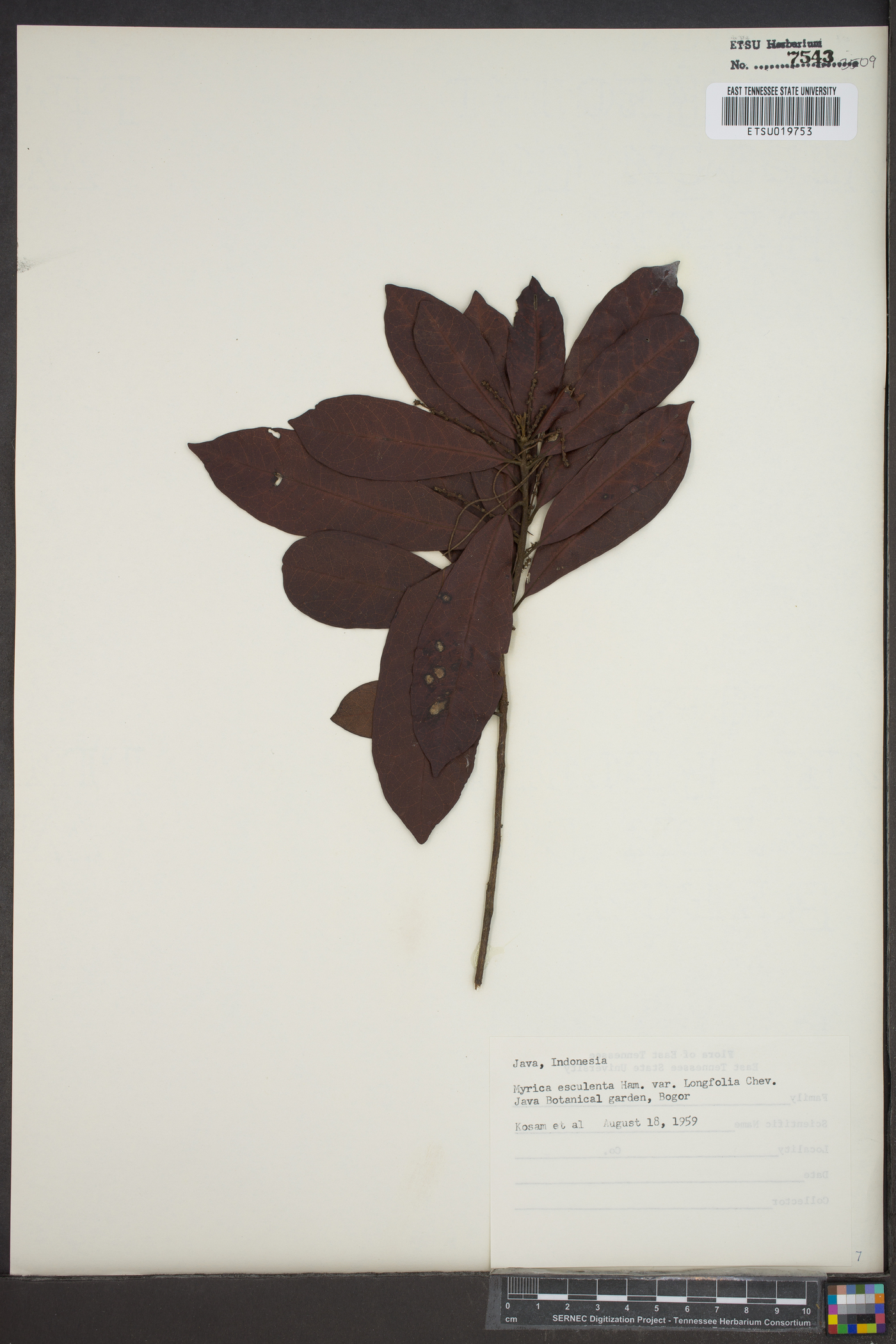 Morella esculenta image