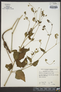 Mirabilis nyctaginea image