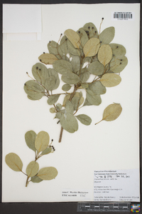 Chionanthus retusus image