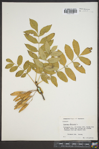 Fraxinus excelsior image