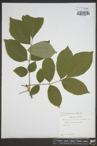 Fraxinus tomentosa image