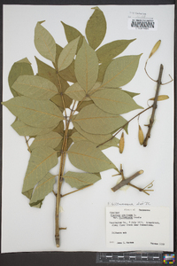 Fraxinus biltmoreana image