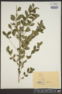 Ligustrum vulgare image