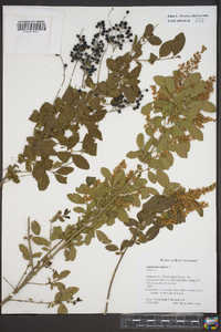 Ligustrum vulgare image