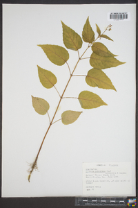 Circaea canadensis image